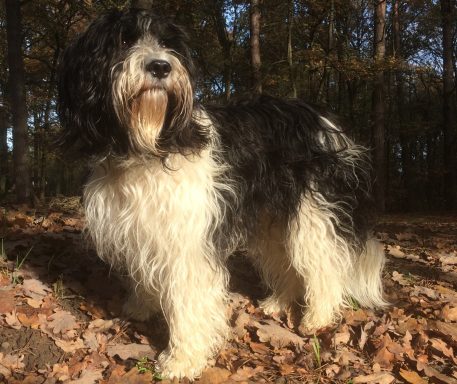 Portretfoto schapendoes zwart wit