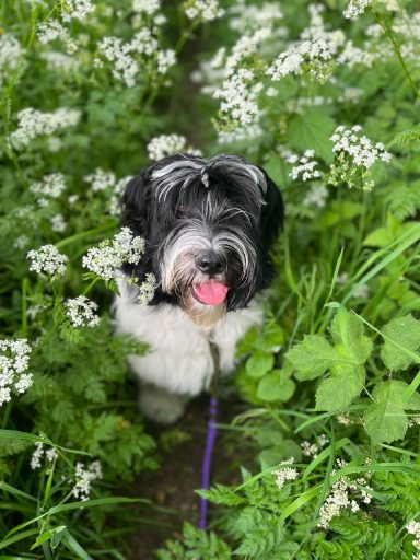 Schapendoes Guusje van Overvecht