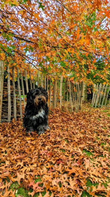 Schapendoes Leo van Overvecht 