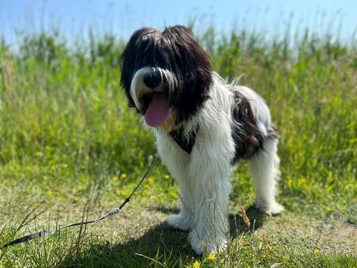 Schapendoes Daantje van Overvecht