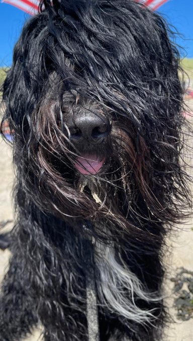 Schapendoes Rinus van Overvecht