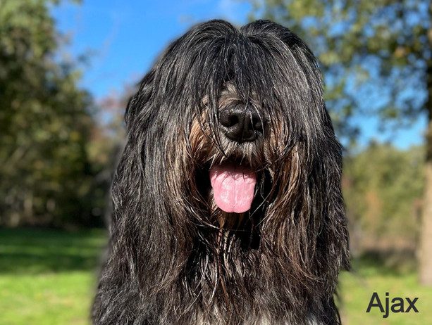 Ajax von dem Mannabergflitzern Schapendoes uit Duitsland