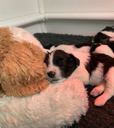 Gefokte pups schapendoes van Overvecht