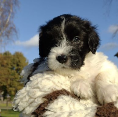 Schapendoes Daantje van Overvecht