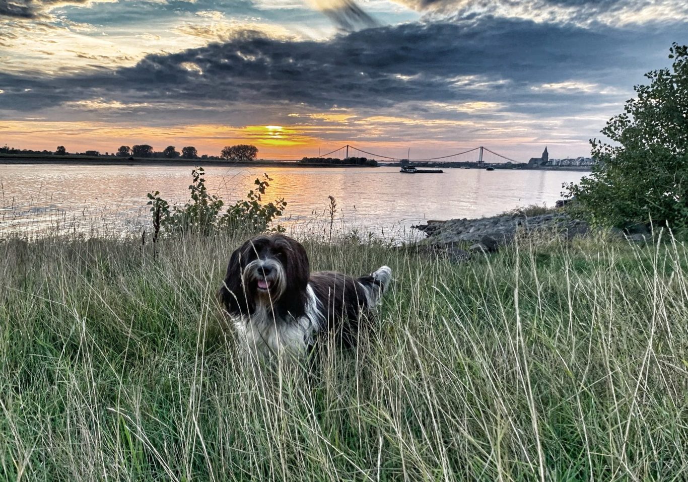 Schapendoes bij de Rijn
