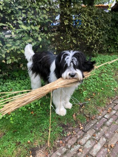 Schapendoes Frankje van Overvecht