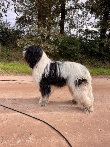 Schapendoes Ronald van Overvecht