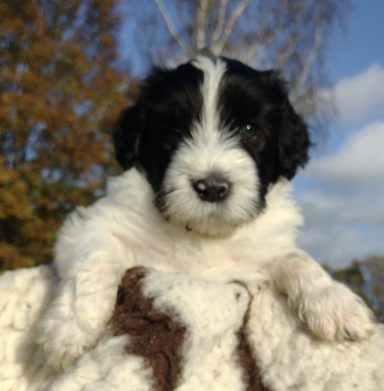 Schapendoes Louise van Overvecht