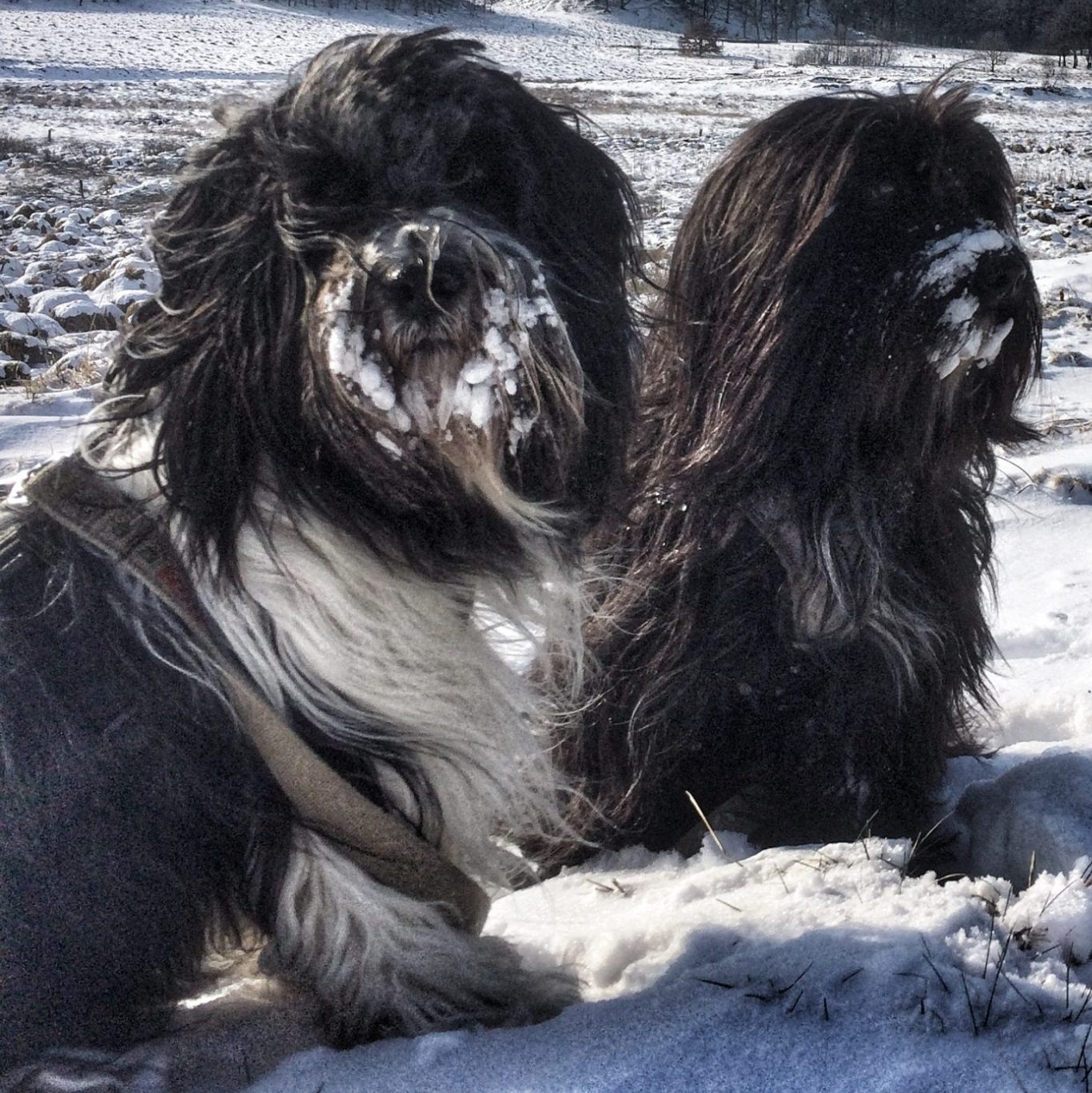Schapendoezen in de sneeuw 