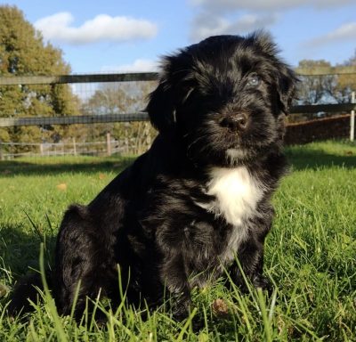 Schapendoes Leo van Overvecht