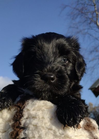 Schapendoes Rinus van Overvecht
