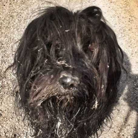 Schapendoes teef heeft gerold