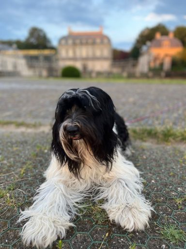 Schapendoes Guusje van Overvecht