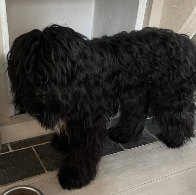 Schapendoes Rinus van Overvecht