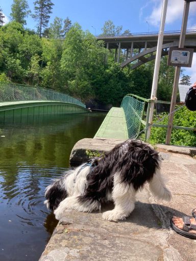 Schapendoes Frankje van Overvecht