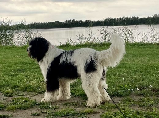 Schapendoes Ronald van Overvecht