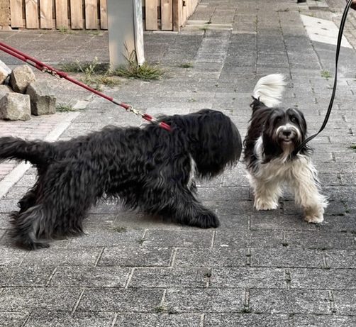 Schapendoezen aan de lijn in Brabant