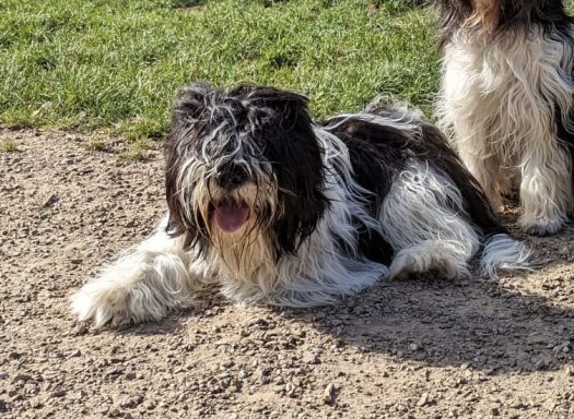 Schapendoes Louise van Overvecht