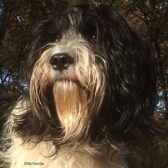 Ditta Does van Reurik Schapendoesteef