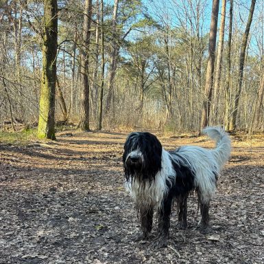 Schapendoes Ronald van Overvecht