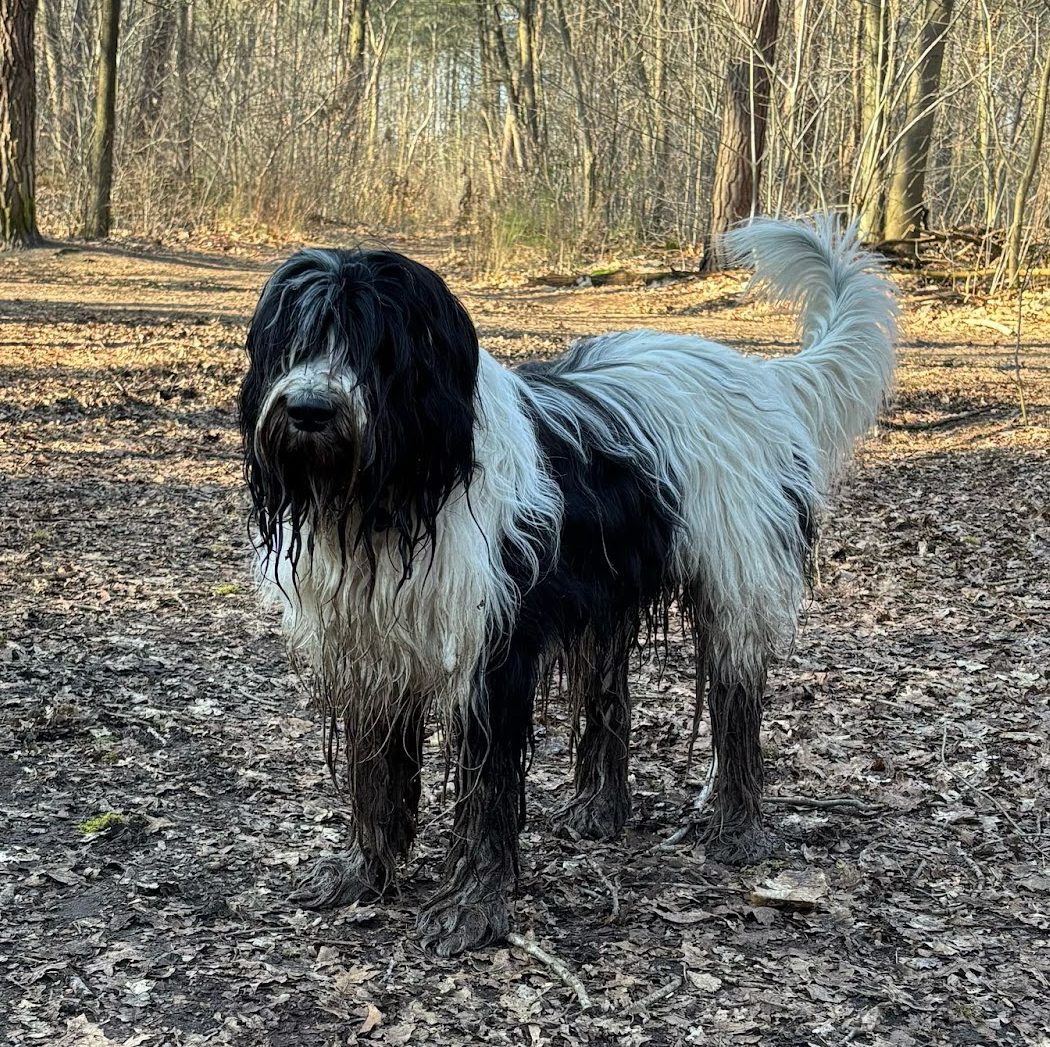 Een schapendoes neemt heel wat vuil mee